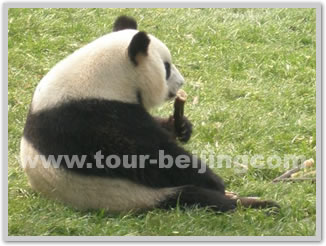 Beijing Hutong Olympic Sites Bus Tour